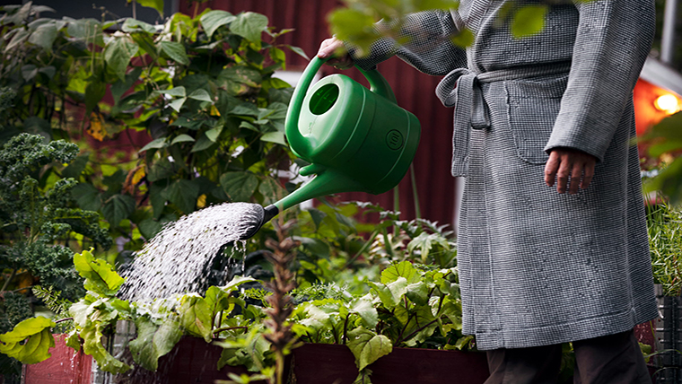 Man iklädd morgonrock vattnar i trädgården med vattenkanna