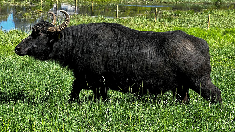Vattenbuffel bland högt gräs