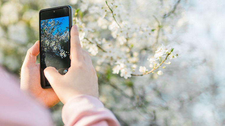 Blommor på ett träd fotas med en mobiltelefon.